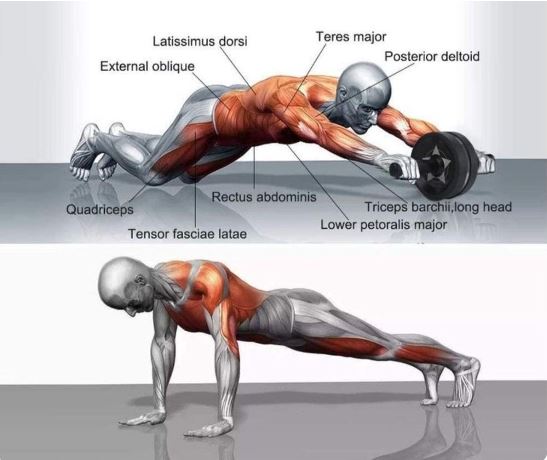 Bauchroller - Effektives Bauch- und Core-Training zuhause